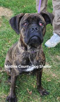 Rescue Boxer Dogs for Adoption in Medina, Ohio - Mia | PetCurious