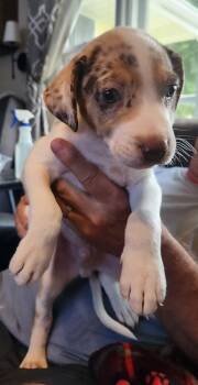 Fabian (#350) -  Australian Shepherd and Mixed Breed Dog for Adoption in Twin Lakes, Wisconsin - Fabian (#350) | PetCurious