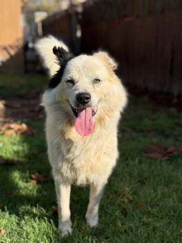 Australian Shepherd and Mixed Breed Dogs Available for Adoption in Riverside, California - SPUNKY | PetCurious