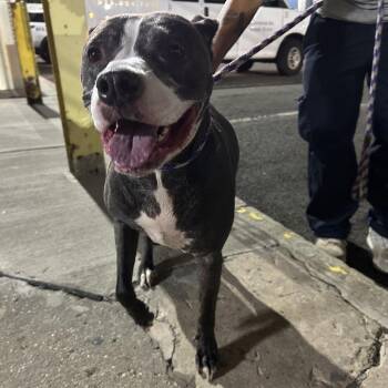 GiGi -  Pit Bull Terrier Dog for Adoption in Newark, New Jersey - GiGi | PetCurious