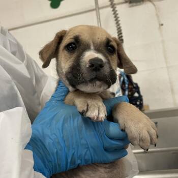 Cattle Dog and Staffordshire Bull Terrier Dogs Available for Adoption - Calypso | PetCurious