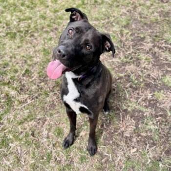 Ragnar Courtesy Listed -  Mixed Breed Dog for Adoption in Midland, Michigan - Ragnar Courtesy Listed | PetCurious