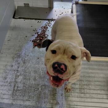 Dior 26-09-110 -  Pit Bull Terrier Dog for Adoption in Bastrop, Texas - Dior 26-09-110 | PetCurious