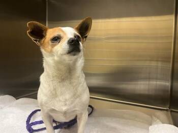 Chihuahua Dogs Available for Adoption - RYAN | PetCurious