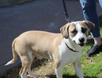 Mixed Breed Dogs Available for Adoption in Pflugerville, Texas - Jasper SA | PetCurious