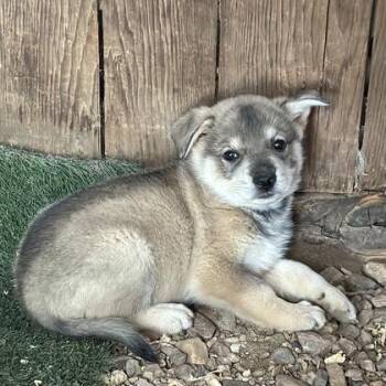 Eddie -  Shepherd Dog for Adoption in Red Bluff, California - Eddie | PetCurious