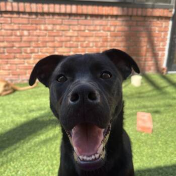 Rescue Pit Bull Terrier Dogs for Adoption in Oklahoma City, Oklahoma - Petunia Courtesy Post | PetCurious