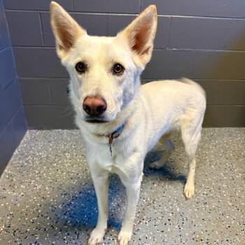 Shepherd and Husky Dogs Available for Adoption in Tuscaloosa, Alabama - Dio | PetCurious