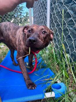 Jill -  Mixed Breed Dog for Adoption in Hobart, Indiana - Jill | PetCurious
