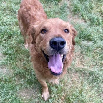 Labrador Retriever Dogs Available for Adoption in Chattanooga, Tennessee - Grizzly | PetCurious