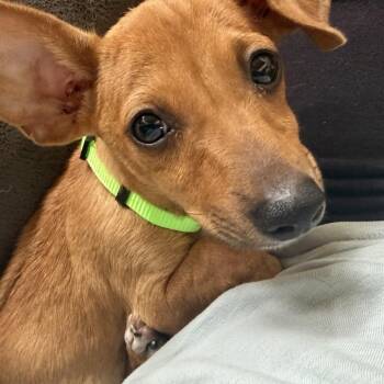 Perry -  Chihuahua Dog for Adoption in Park Row, Texas - Perry | PetCurious