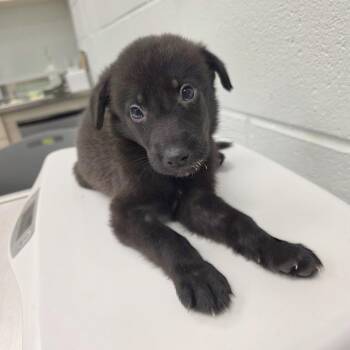 Urban creek ( green collar) -  Mixed Breed Dog for Adoption in Chattanooga, Tennessee - Urban Creek ( Green Collar) | PetCurious