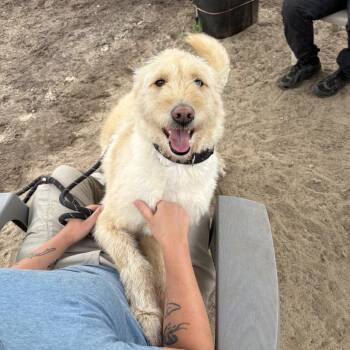 Husky and Poodle Dogs Available for Adoption in Vineland, New Jersey - Luna | PetCurious