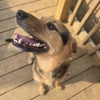 Rottweiler and Border Collie Dogs Available for Adoption - Junebug | PetCurious