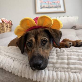 Labrador Retriever and Shepherd Dogs Available for Adoption - Tillie | PetCurious