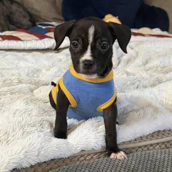 Pit Bull Terrier and Mixed Breed Dogs Available for Adoption - Happy | PetCurious