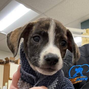 Stanley -  Mixed Breed Dog for Adoption in Rockville, Maryland - Stanley | PetCurious