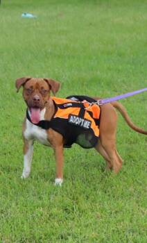 Churro -  Mixed Breed and Boxer Dog for Adoption in New Orleans, Louisiana - Churro | PetCurious