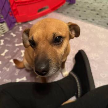 Mixed Breed Dogs Available for Adoption - Wilhelmina | PetCurious