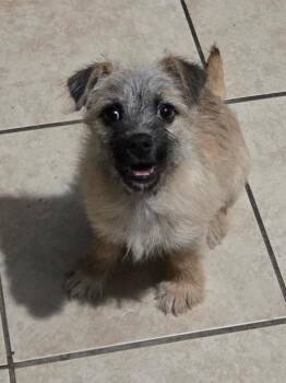 Terrier and Labrador Retriever Dogs Available for Adoption - Aly | PetCurious