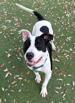 Mixed Breed Dogs Available for Adoption in Palmetto, Florida - ANGUS | PetCurious