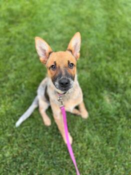 Reba -  Australian Cattle Dog Blue Heeler Dog for Adoption in Bend, Oregon - Reba | PetCurious