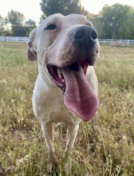 Boxer and Pit Bull Terrier Dogs Available for Adoption in Naperville, Illinois - Bruce | PetCurious