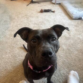 Colette -  Mixed Breed Dog for Adoption in Tampa, Florida - Colette | PetCurious