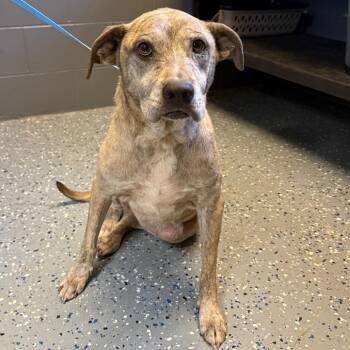 Tulip -  Pit Bull Terrier and Mixed Breed Dog for Adoption in Tuscaloosa, Alabama - Tulip | PetCurious