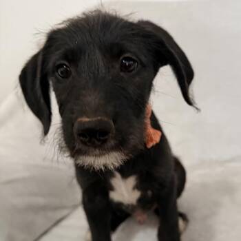 Link -  Labrador Retriever Dog for Adoption in Springfield, Missouri - Link | PetCurious
