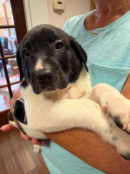 Carver - Halloween Litter -  Anatolian Shepherd and Hound Dog for Adoption in Holly Springs, North Carolina - Carver - Halloween Litter | PetCurious