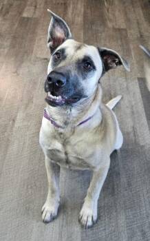 Rescue Anatolian Shepherd Dogs for Adoption in Sioux City, Iowa - Cookie | PetCurious