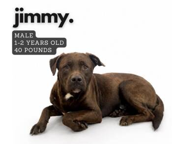 Mixed Breed Dogs Available for Adoption in Ashland, Kentucky - Jimmy | PetCurious
