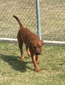 Rescue Rhodesian Ridgeback Dogs for Adoption in Sunnyvale, Texas - Ember | PetCurious