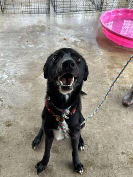 Rescue Mixed Breed Dogs for Adoption in Scott, Louisiana - Remy | PetCurious
