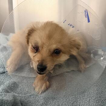 Auburn -  Pomeranian and Mixed Breed Dog for Adoption in Chicago, Illinois - Auburn | PetCurious