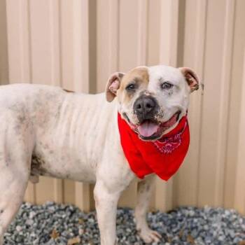 Roscoe -  Pit Bull Terrier and Mixed Breed Dog for Adoption in Newborn, Georgia - Roscoe | PetCurious