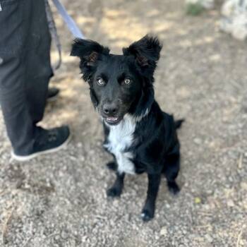 Caju -  Border Collie and Mixed Breed Dog for Adoption in Glenwood Springs, Colorado - Caju | PetCurious