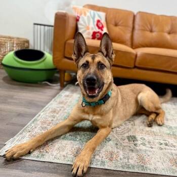 German Shepherd Dog Dogs Available for Adoption in Friendswood, Texas - Ari Honey The Loving Adventurer | PetCurious