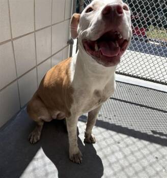 VIOLA -  Pit Bull Terrier and Mixed Breed Dog for Adoption in Corpus Christi, Texas - VIOLA | PetCurious