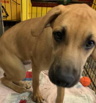 Leroy -  Hound Dog for Adoption in Parma, Ohio - Leroy | PetCurious