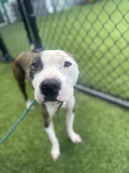 Gunther --Courtesy Post. Out of town pet. See below for details- -  Pit Bull Terrier Dog for Adoption in Eagle, Idaho - Gunther --Courtesy Post. Out Of Town Pet. See Below For Details- | PetCurious