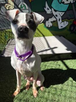 Terrier Dogs Available for Adoption - BANDIT Tinycauseadopt@gmail.com  | PetCurious