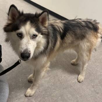 Syber -  Husky Dog for Adoption in Philadelphia, Pennsylvania - Syber | PetCurious