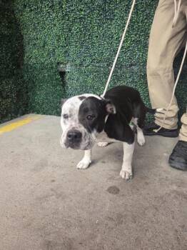 Gerti -  Pit Bull Terrier and Mixed Breed Dog for Adoption in El Paso, Texas - Gerti | PetCurious