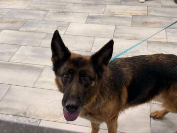 German Shepherd Dog Dogs Available for Adoption in Charlotte, North Carolina - SUGAR | PetCurious