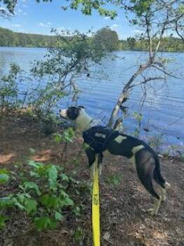 Crown E -  Mixed Breed Dog for Adoption in Atlanta, Georgia - Crown E | PetCurious