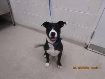Labrador Retriever and Hound Dogs Available for Adoption in Marietta, Georgia - Tate (809) | PetCurious