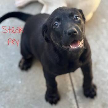Black Labrador Retriever Dogs Available for Adoption - River | PetCurious