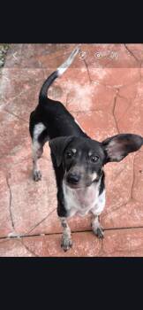 Rat Terrier Dogs Available for Adoption in Miami, Florida - Astro | PetCurious